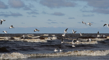 flock of seagulls
