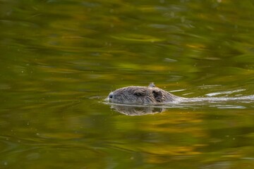 Obraz premium Selective of nutria (Myocastor coypus) in the water