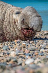 Closeup of a Elephant seal with bloody mouth