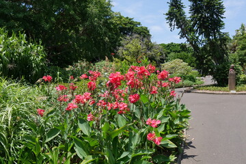 Rote Blumen im Botanischen Garten von Sydney