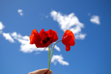 Hand holding 4 red poppy flowers with blue sky on the background