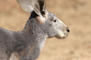 可愛いカンガルー