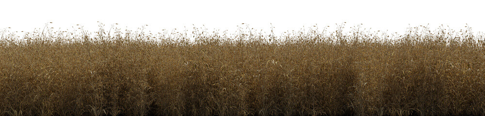 Oat field on transparent background - 3D Illustration