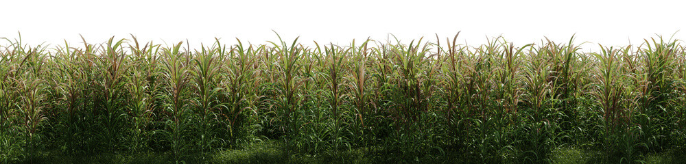 a sugar cane field on a transparent background - 3D Illustration