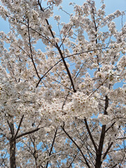 Pink cherry blossom(Cherry blossom, Japanese flowering cherry) on the Sakura tree. 