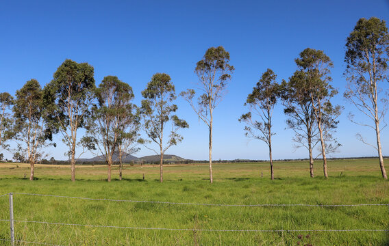 Natural Green Landscape South Coast New South Wales Australia