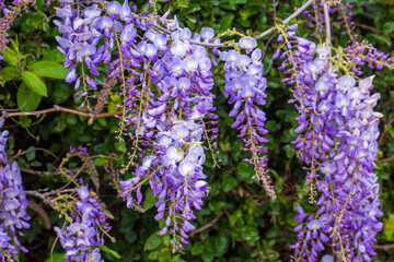 Selective focus of purple flowers Wisteria sinensis or Blue rain, Chinese wisteria is species of flowering plant in the pea family, Its twisting stems and masses of scented flowers in hanging racemes.