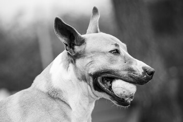 Chien joue avec une balle
