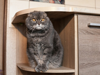 A handsome adult gray striped fold Scot is sitting on a furniture shelf, in the kitchen. Portrait of a pet in the apartment.