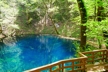 青池。白神山地、十二湖のある神秘の池。深浦、青森、日本。５月上旬。