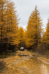 SUV car drives along a dirt road in a larch forest. Autumn season. Fallen yellow larch needles on the road and puddles. Road trip through the countryside. Travel by car in nature. Forest landscape.