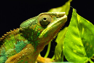 chameleon on a branch © Hapelinium