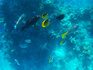 Fototapeta na wymiar Tropical fish of the Red Sea, Sharm El Sheikh, Sinai peninsula, Africa