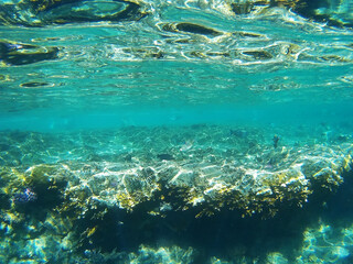 Fototapeta na wymiar Underwater life of the Red Sea, Sharm El Sheikh, Sinai peninsula, Africa