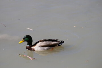 Colorful duck swimming in a pond peacefully	