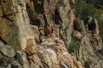 Fototapeta na wymiar Griffon vultures' nest on granite rock against a backdrop of trees and green plants