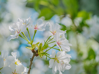 満開の桜