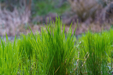 Close-up of green plants with dewdrops of water