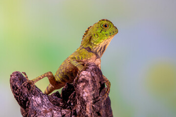 Borneo Forest Dragon (Gonocephalus bornensis)