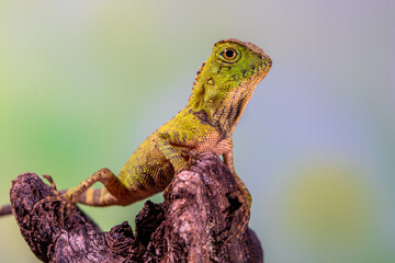 Borneo Forest Dragon (Gonocephalus bornensis)