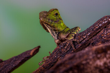 Borneo Forest Dragon (Gonocephalus bornensis)