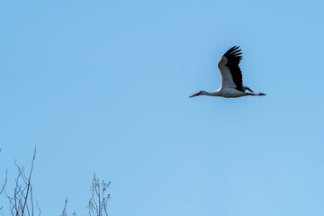 Fototapeta premium Black and white stork flying over tree branches with blue sky in the background