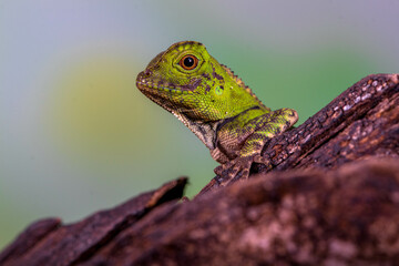 Borneo Forest Dragon (Gonocephalus bornensis)