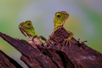 Borneo Forest Dragon (Gonocephalus bornensis)