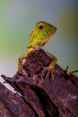 Borneo Forest Dragon (Gonocephalus bornensis)