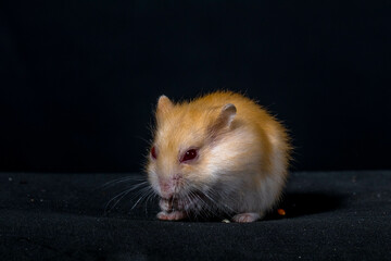 Hamsters are rodents (order Rodentia) belonging to the subfamily Cricetinae