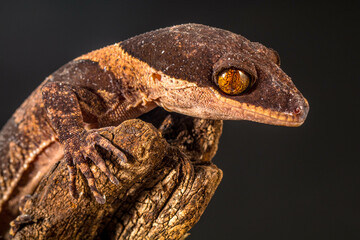 Bent-toed Geckos (Genus Cyrtodactylus)