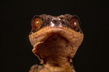 Bent-toed Geckos (Genus Cyrtodactylus)