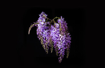 Wisteria sinensis flower isolated on black background