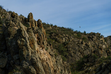 Griffon vultures' nest on granite rock against a backdrop of trees and green plants