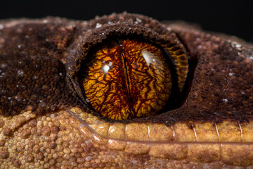 Bent-toed Geckos (Genus Cyrtodactylus)