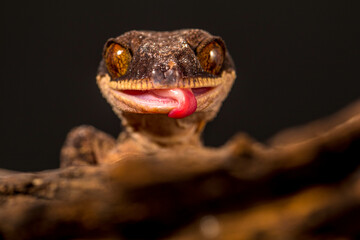Bent-toed Geckos (Genus Cyrtodactylus)