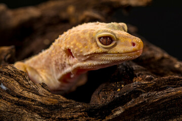 The leopard gecko or common leopard gecko (Eublepharis macularius)