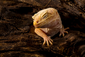 The leopard gecko or common leopard gecko (Eublepharis macularius)