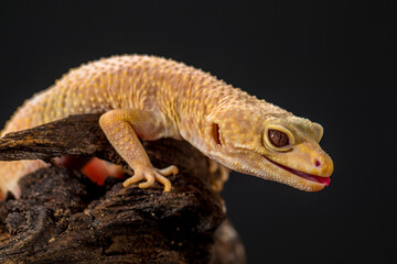 The leopard gecko or common leopard gecko (Eublepharis macularius)