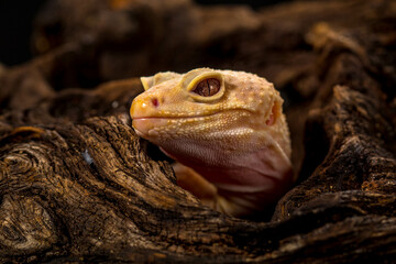 The leopard gecko or common leopard gecko (Eublepharis macularius)