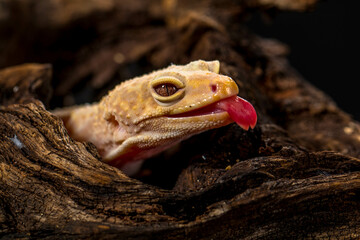 The leopard gecko or common leopard gecko (Eublepharis macularius)
