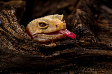 The leopard gecko or common leopard gecko (Eublepharis macularius)