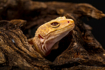 The leopard gecko or common leopard gecko (Eublepharis macularius)