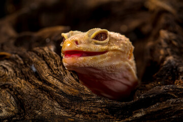The leopard gecko or common leopard gecko (Eublepharis macularius)