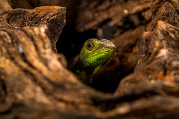 Bronchocela jubata, commonly known as the maned forest lizard, is a species of agamid lizard found mainly in Indonesia