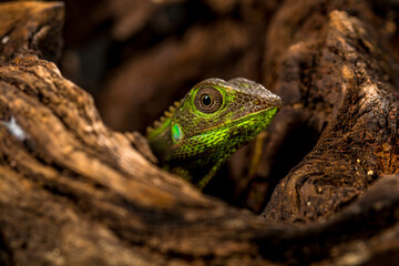 Bronchocela jubata, commonly known as the maned forest lizard, is a species of agamid lizard found mainly in Indonesia