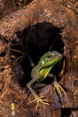 Bronchocela jubata, commonly known as the maned forest lizard, is a species of agamid lizard found mainly in Indonesia