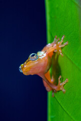 Philautus vittiger is a species of frog in the family Rhacophoridae. It is endemic to Indonesia