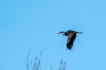 Black and white stork flying over tree branches with blue sky in the background