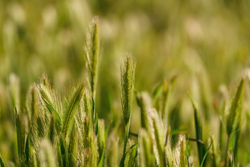 Close-up of an ear of wheat with out-of-focus background